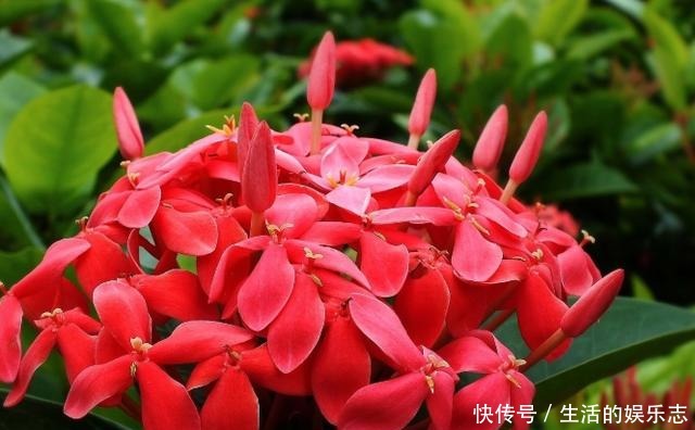 夏天养花，就养3种花，春夏秋三季都开花，花满枝头！