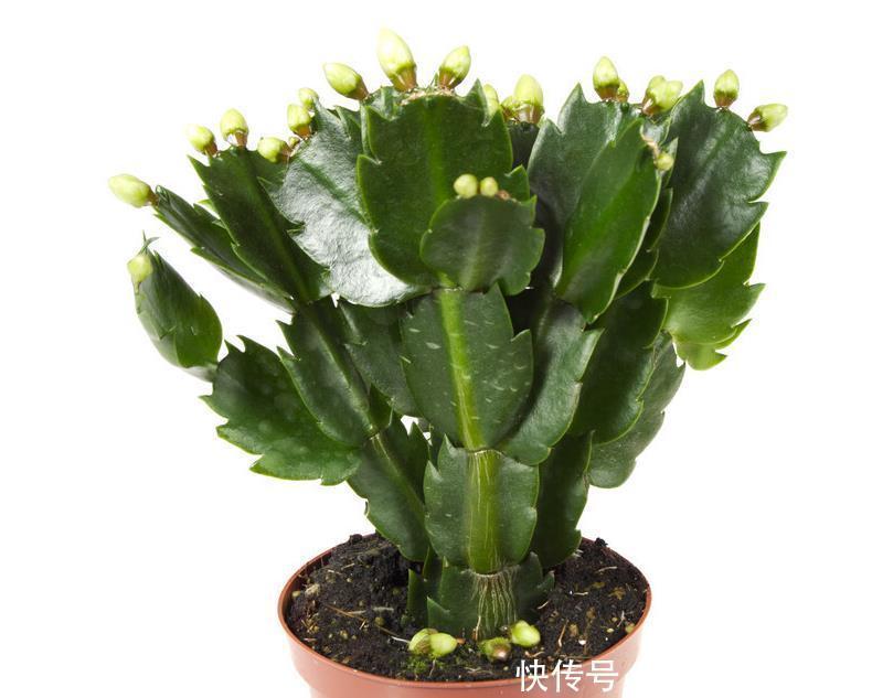 进入春天，就别让蟹爪兰开花了！这样养护叶片肥厚容易度夏