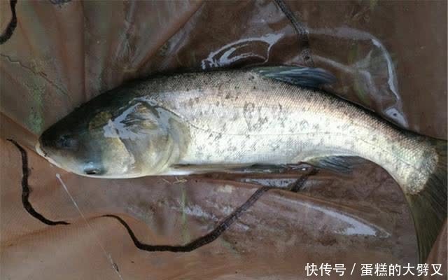 垂钓|夏天手竿钓鲢鳙，要分5个步骤走，先聚鱼再钓鱼，大鱼连竿不间断