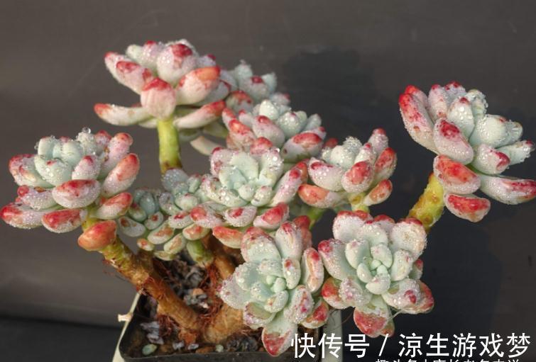 多肉鹿角海棠和劳尔,一个可以打造盆景和赏花,一个出状态后超美