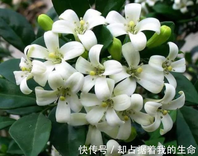 米兰花|3种“花”快入盆,一插就活,7天生白根,开花不断,家里飘满香