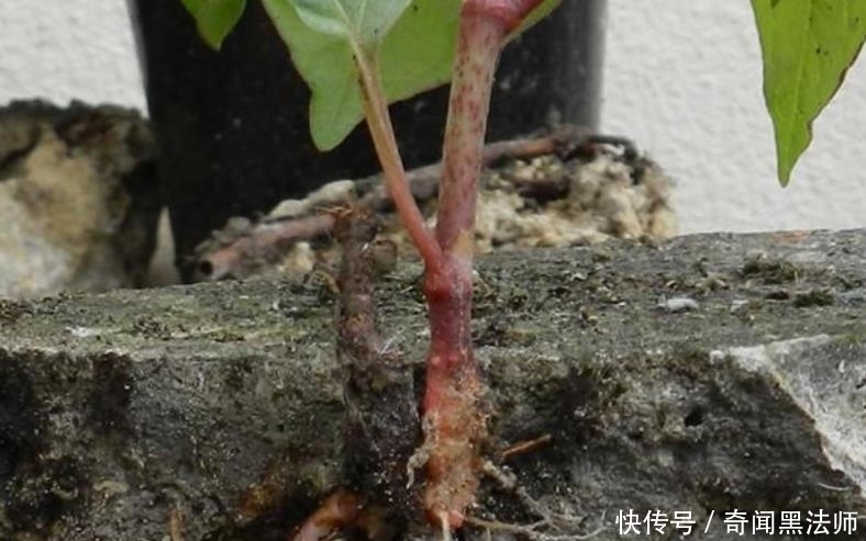 房前屋后,看见这植物,得铲掉