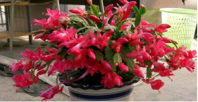 想让“蟹爪兰”开花不断,现在就做好“4点”,秋天一次开爆盆!