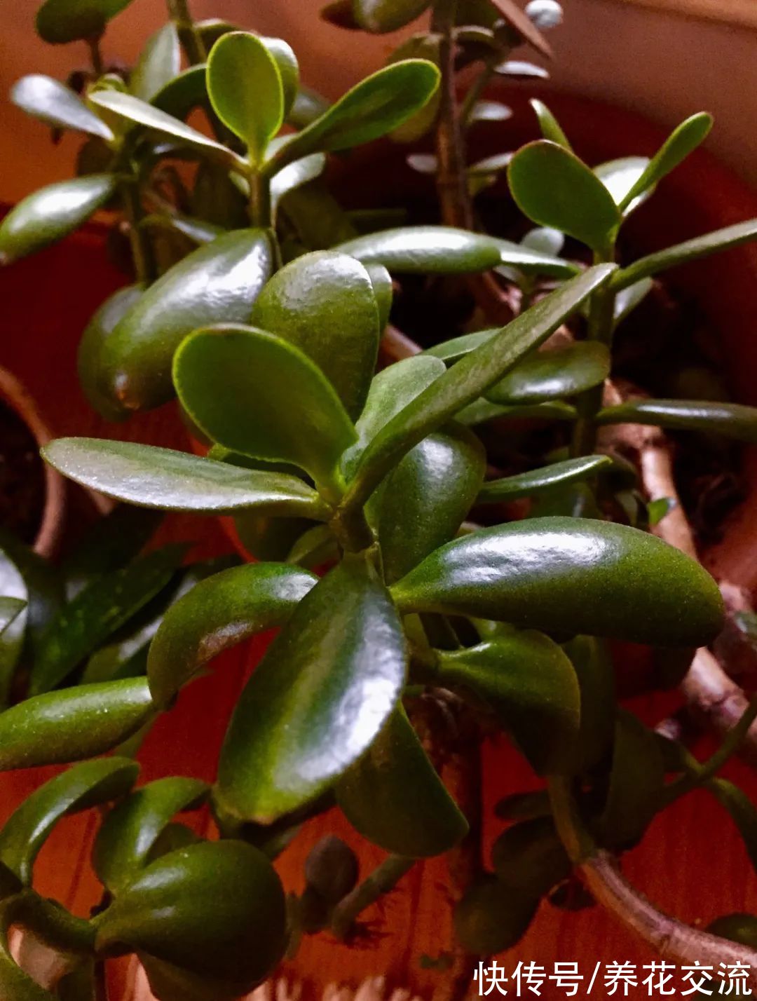 掌握8点养好玉树的技巧,其他景天科青锁龙属的多肉都能养好了