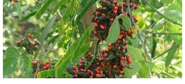 相思子|在农村分布有5种野果,全都含有“剧毒”,遇到千万不要采摘误食