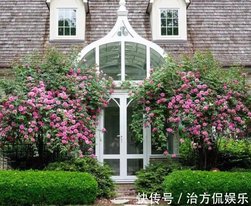 花卉盆栽|养藤本月季,牢记3点,猛长3米长,呼呼“爬满墙”,一片花海!