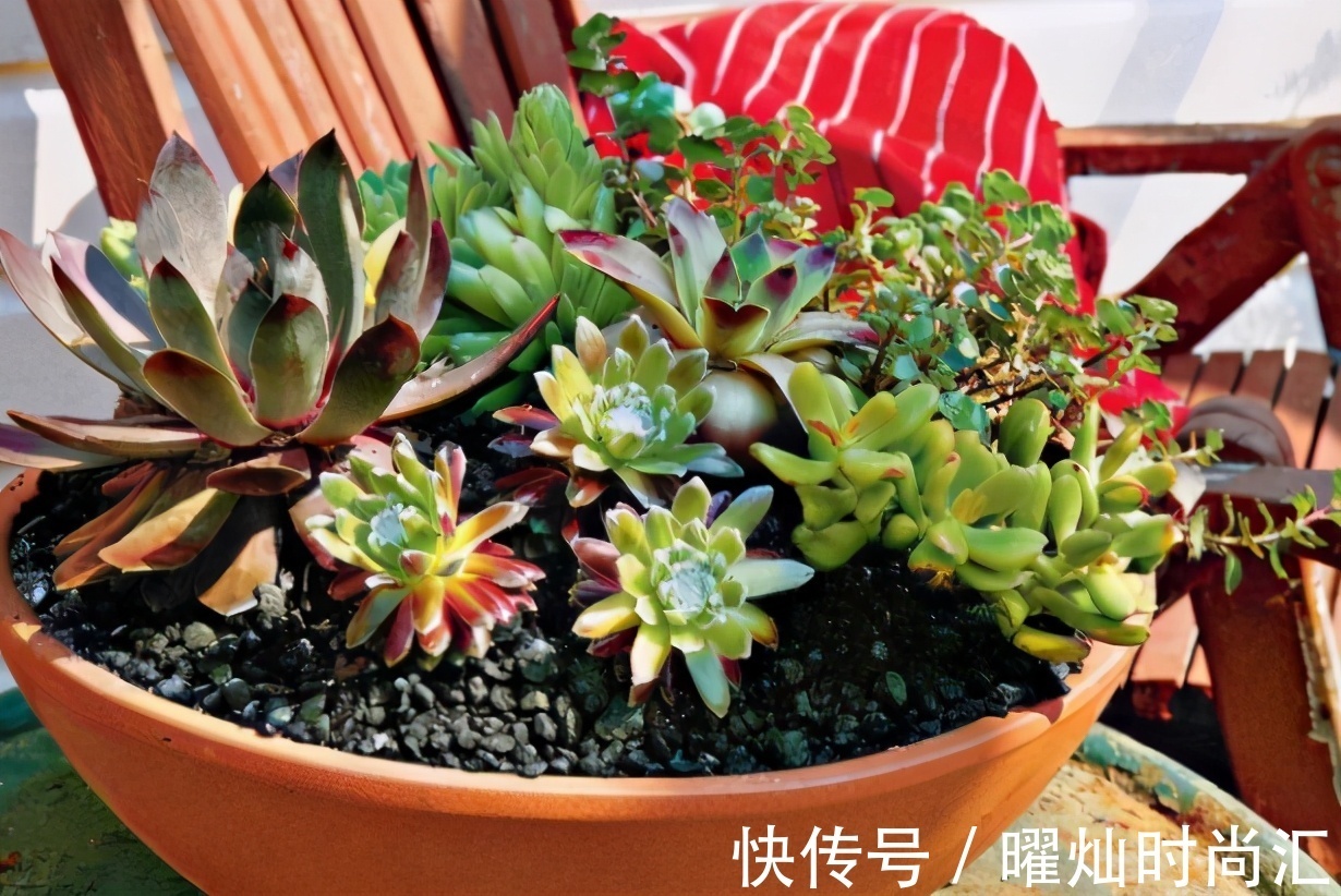 阿司匹林养花诀窍：磨碎、兑水，控制住浓度和使用次数