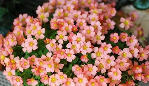 垂盆草|3种野草种盆里,长成漂亮小盆栽,人人见了都喜欢,颜值不输绿萝