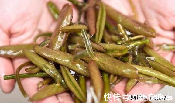 野菜|池塘里的一种野菜,吃起来比豆腐还嫩,现在卖到30多一斤
