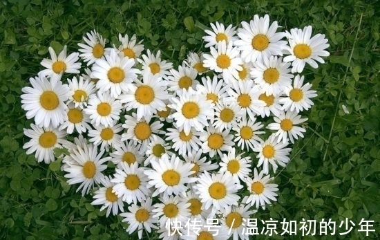 马头花|人见人爱的几种花卉，花朵迷人，仙气十足，放在阳台美极了