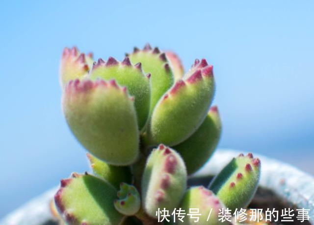 浇水|夏季养护熊童子,植株不烂根不掉叶