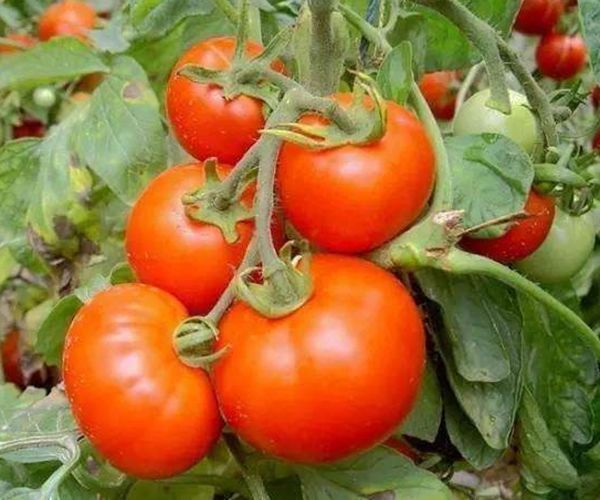 成熟剂|如何辨认打了激素的西红柿只需认清3点，就可以放心吃西红柿！