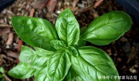 疏風(fēng)行氣|它是田埂上的中草藥，疏風(fēng)行氣，治風(fēng)濕性關(guān)節(jié)炎，老中醫(yī)愛不釋手