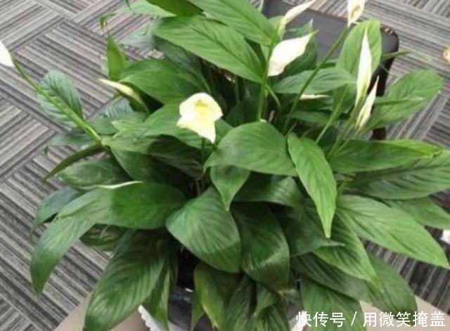 家中养一帆风顺,4种情况容易造成黄叶,调整后长势好!