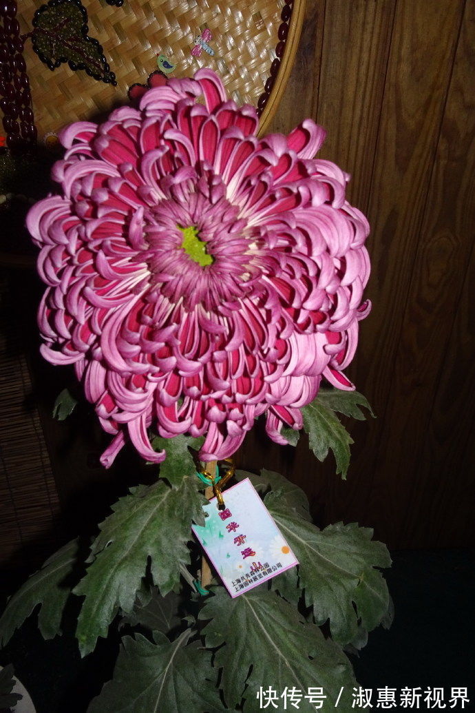 国华开运|喜欢菊花,不如养盆卓越名菊“国华开运”,高贵优雅,寓意极好!