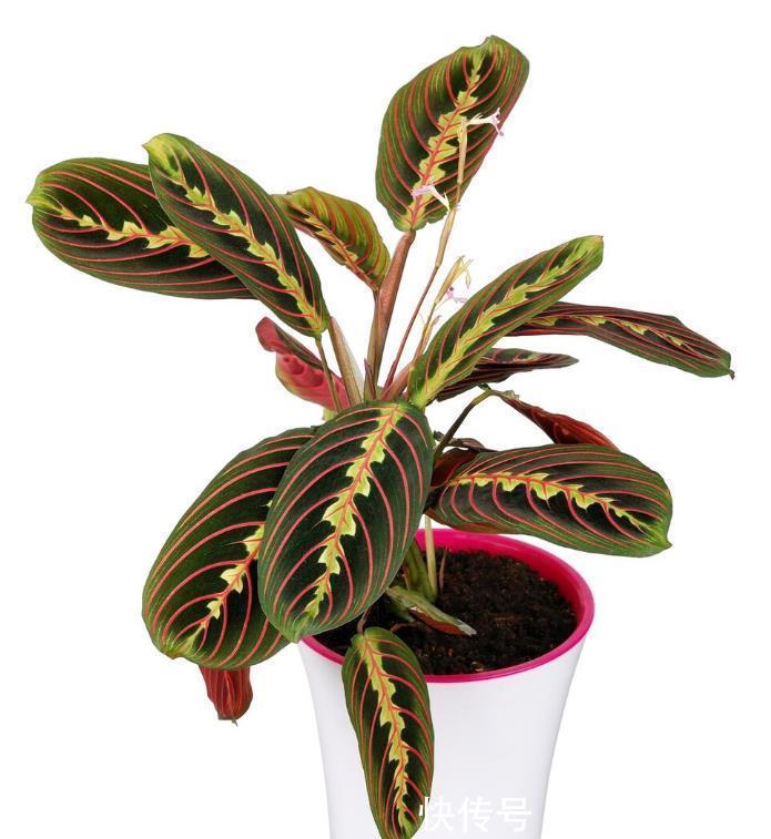 喝水|五种花天热特别能喝水,缺水叶子就发黄枯萎,别怕浇水多