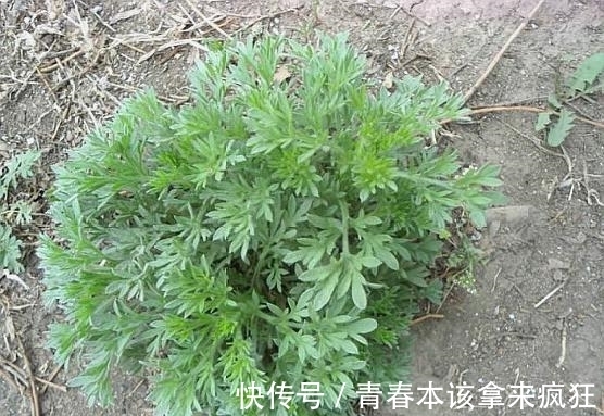 热结黄疸|农村这种野草,长得像“艾叶”,原来还有清热利湿的功效