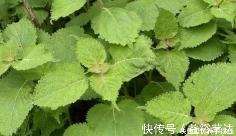 冬凌草|路边不起眼的野草,市场价一斤40元,如今成了农民的“致富草”