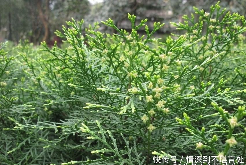 不少|农村柏树上的“它”,不捡等于扔钱,神奇用途不少,快告诉身边人