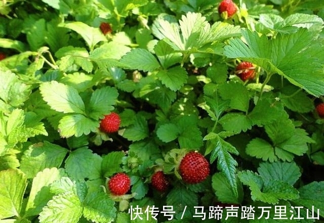 蛇莓|农村一种野果,很多人不敢吃,却不知价值如此珍贵