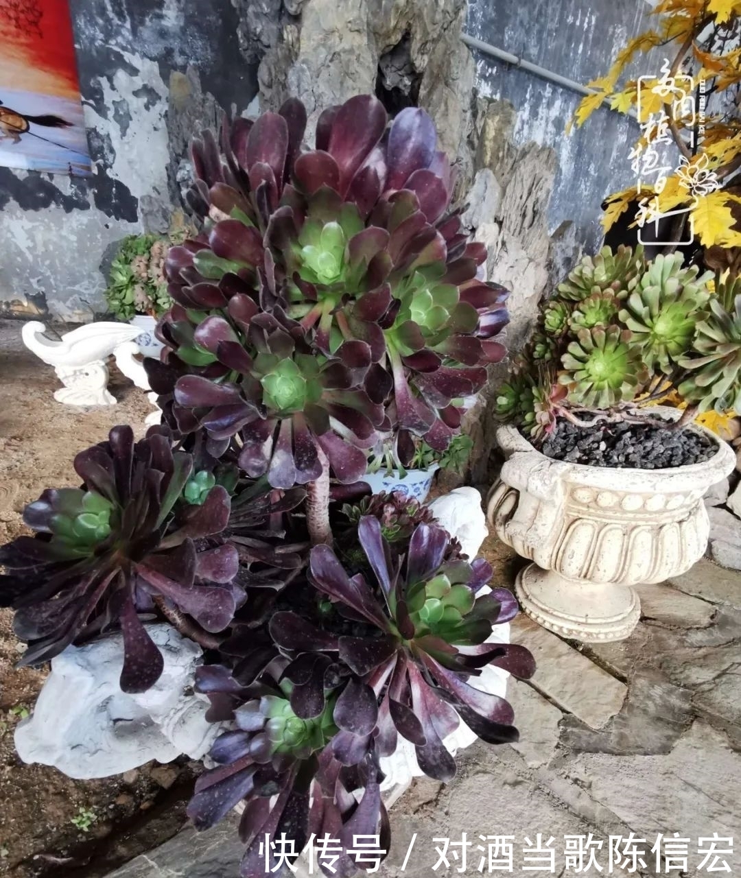 多肉桃花源:别人笑我太疯癫,我笑他人看不穿!