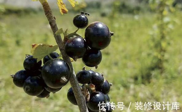 黑加侖|夏季常吃3種水果，明目養肝益氣補血，有效緩解宮頸癌乳腺癌