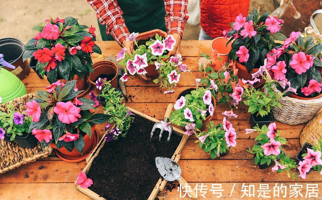 夏季|夏季养花防止黄叶、腐烂、干枯的四大要领,经验加实践,实用