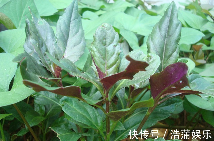 栀子花|农村以下3种野菜，能清热解毒，美容保健，效果非常好