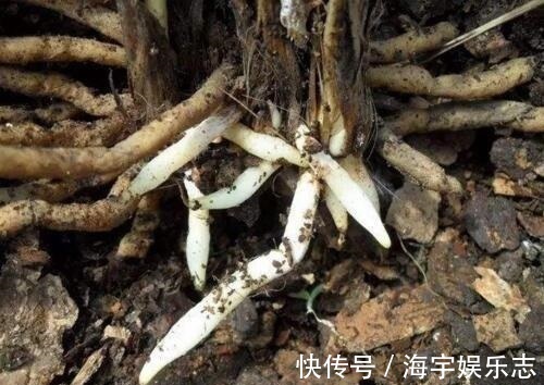 “生根剂”不用买，此3种家家都有，春天扦插“蘸1点”，生根快