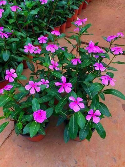 机器|这3种花就是开花机器，一到夏天就摘心，满树花苞太美了