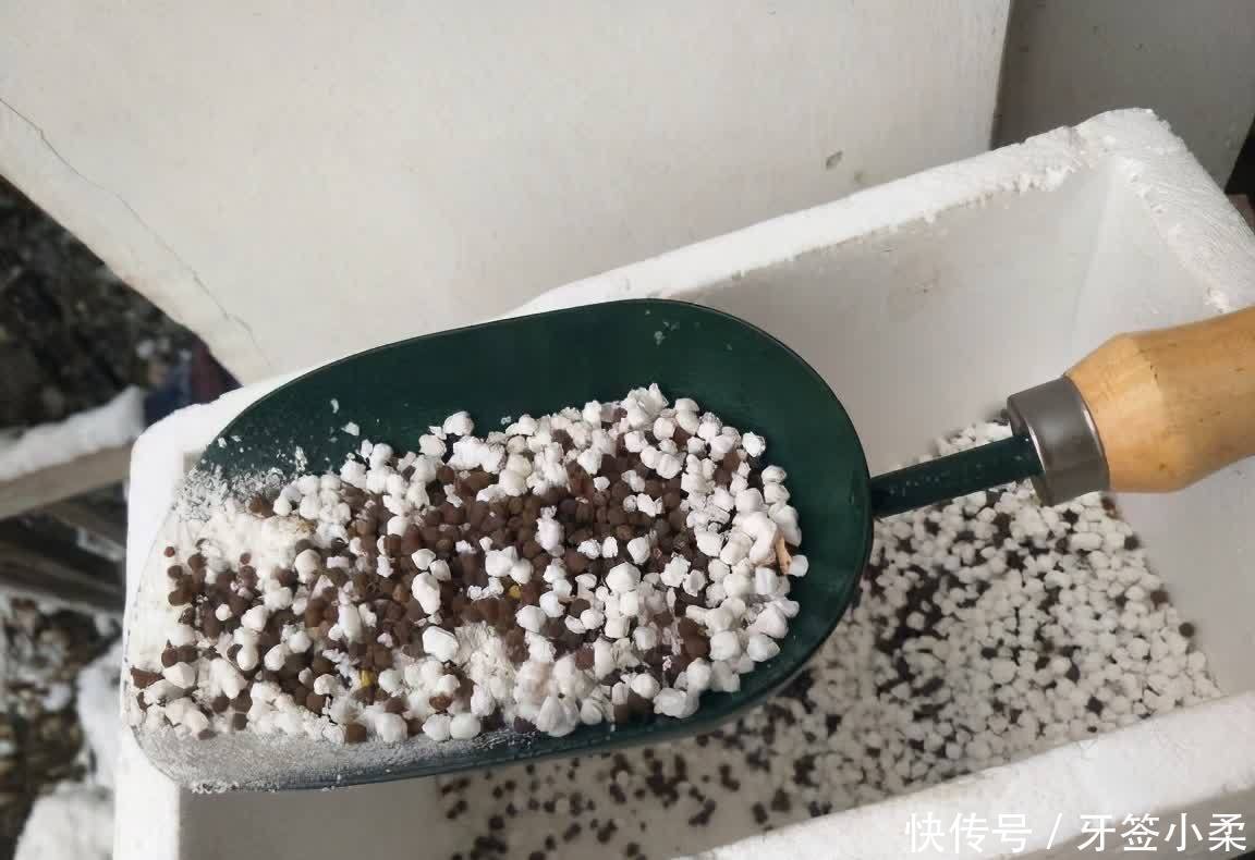 花草|老花匠的3个养花窍门,花草长势更旺,盆土也越来越肥沃了