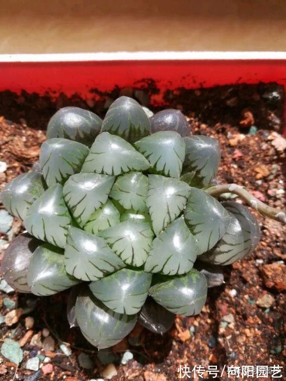 养护|好养的3大类多肉，很适合室内养护，没有强光照，也能养好