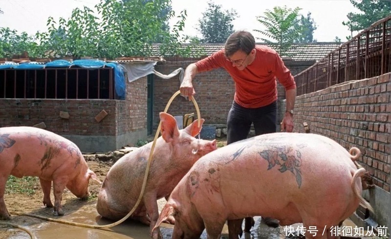 活猪|最残忍的画家给活猪纹身，取下猪皮装裱成画，一幅卖100万