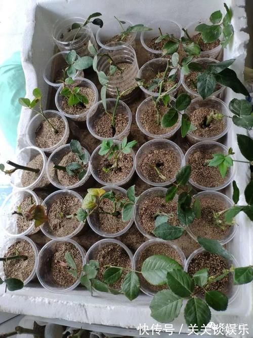 邻居家有这四种花，要个枝插土里就活，聪明人都这么干