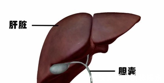 良性|结节、息肉、囊肿、增生哪个最可能癌变这么多年疑惑终于解开了