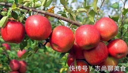 健康|晚上吃苹果,对健康是利是弊?很多人不清楚,为健康了解下