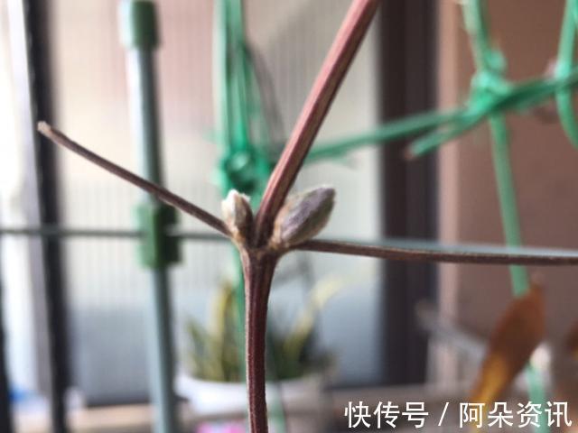9种花，天热会“假死”，千万别丢了，秋天就苏醒