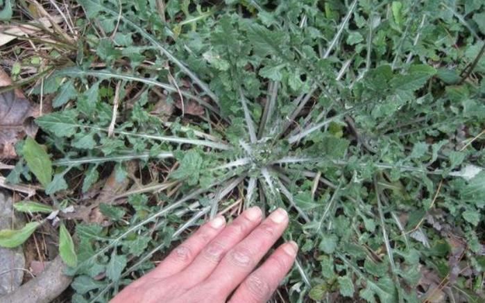 野花野草|农村的这种野菜，比蒲公英还有营养，却被很多人当野草拔了