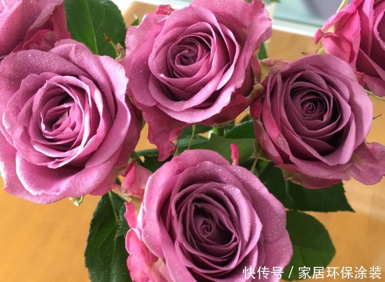 20款紫色月季品种。浓香、抗病非常好养,天然紫色唯美盛开