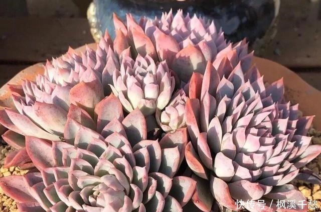 多肉|多肉中的5朵“金花”,价格贵点也愿意买,新手养起来都上瘾!