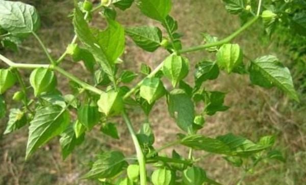 果实|这种野草人称“红菇娘”,果实似灯笼,以前不识货,如今想吃难了