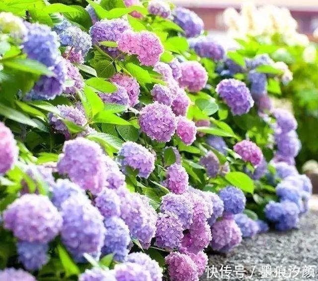 绣球要富养,越富花越大,美不胜收,宛若仙境!