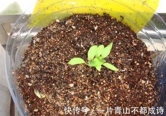 奶奶在花盆里种“鸡蛋、香蕉”,种一次能吃5个月,邻居都来学习