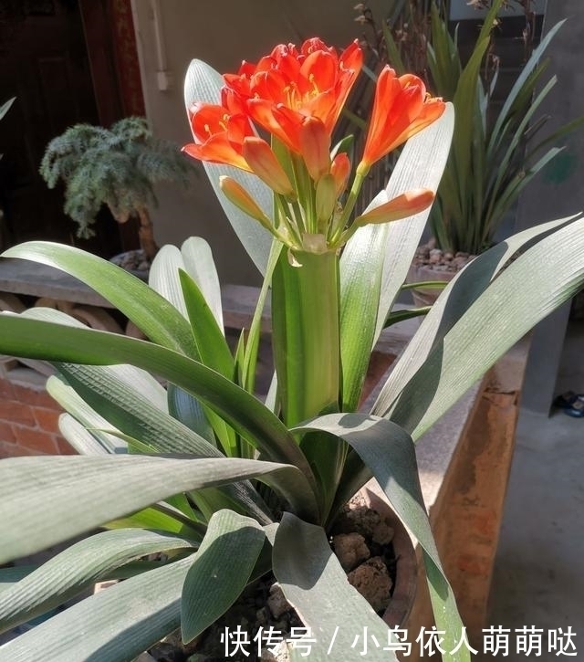 农村大哥,专门挖这种土养花,不花钱开花真旺