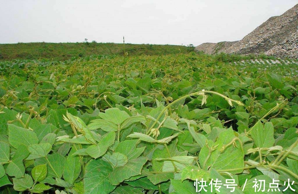 植物|农村随处可见的葛根，全身都是宝，常应酬喝酒的朋友一定要了解下