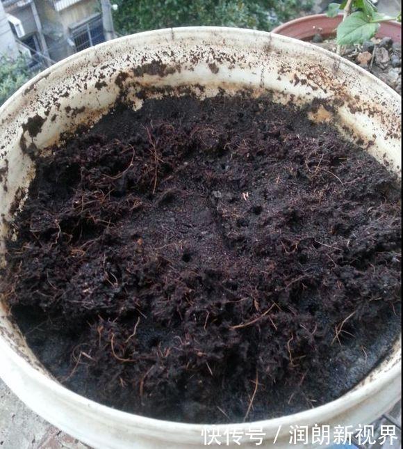 养花|换下来的“旧土”怎么办几个小方法，旧土变新土，照样能养花！