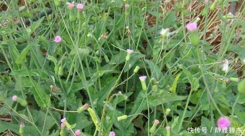 叶下红|农村常见的野草,外形像蒲公英,嫩用是菜,晒干是药,你或许见过