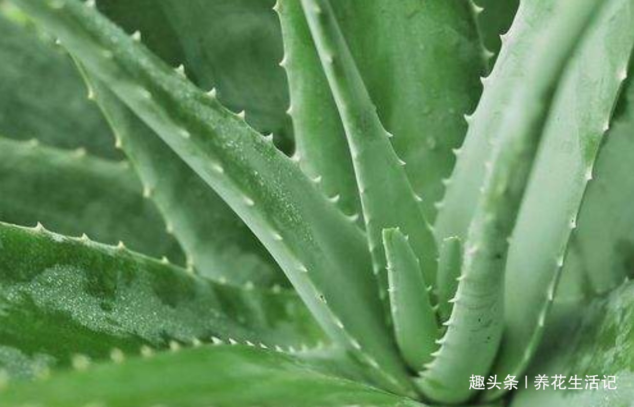 叶子|家养芦荟半死不活多半浇水不正确,改善后生长快叶子肥胖