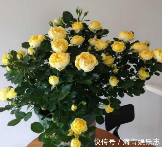 发黄|4种花夏天必须勤浇水，水分充足爆花一整夏，不然叶片发黄不开花