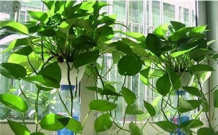 绿萝会开花吗？